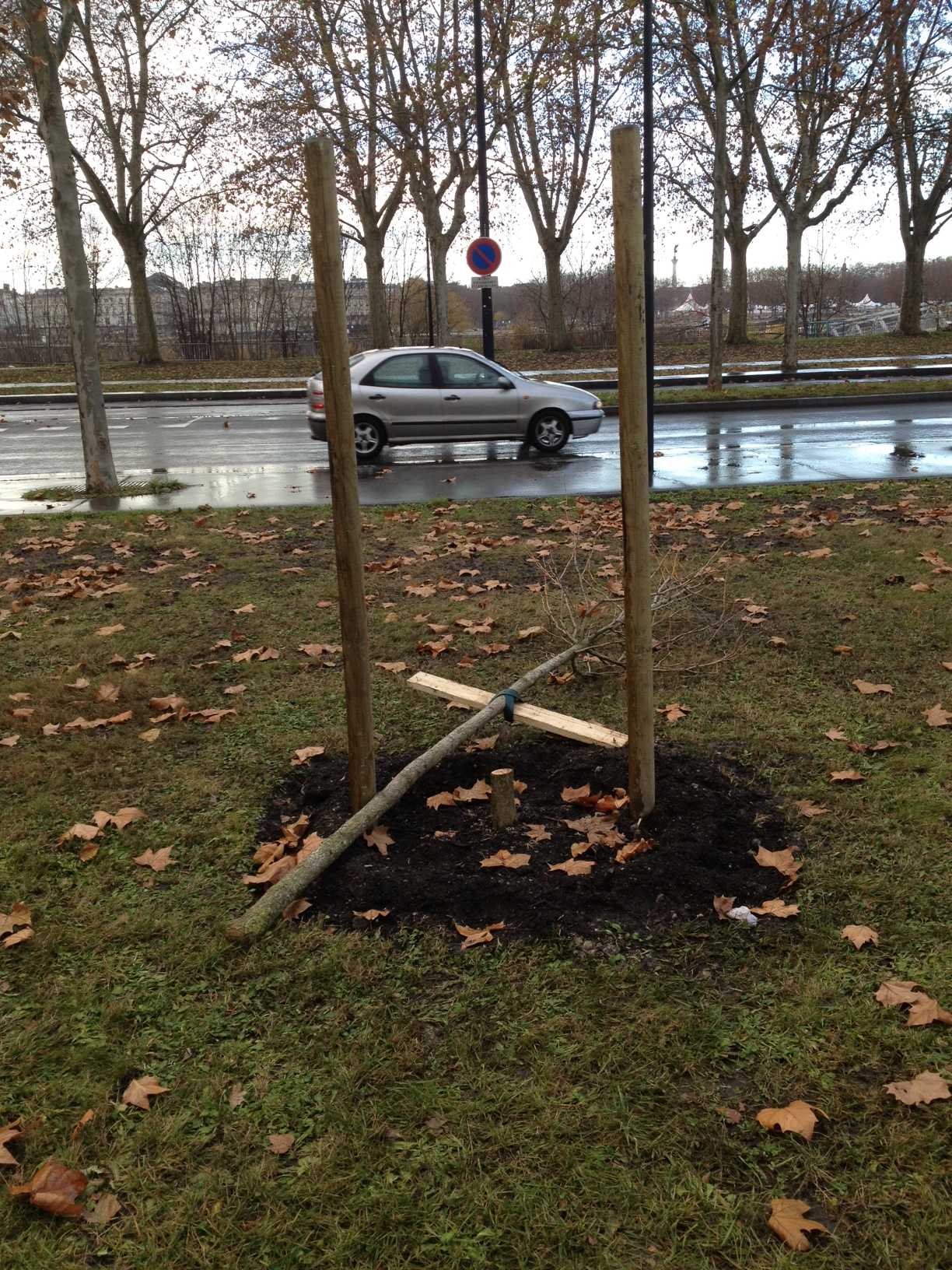 arbre-laicite-bordeaux